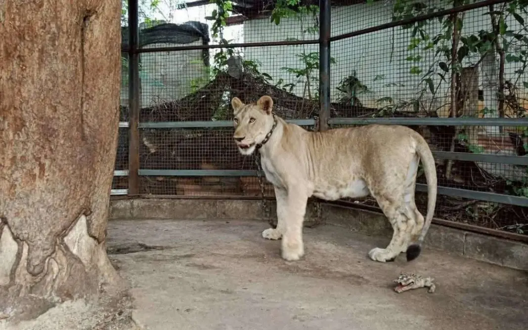 Pet Lion Attack Leaves Thai Influencer Facing Jail and Huge Fine